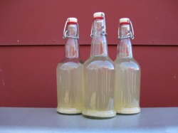 Ginger beer